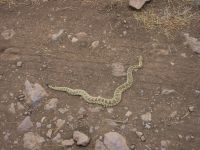 Small rattler